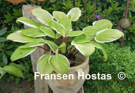 Hosta Fashionista